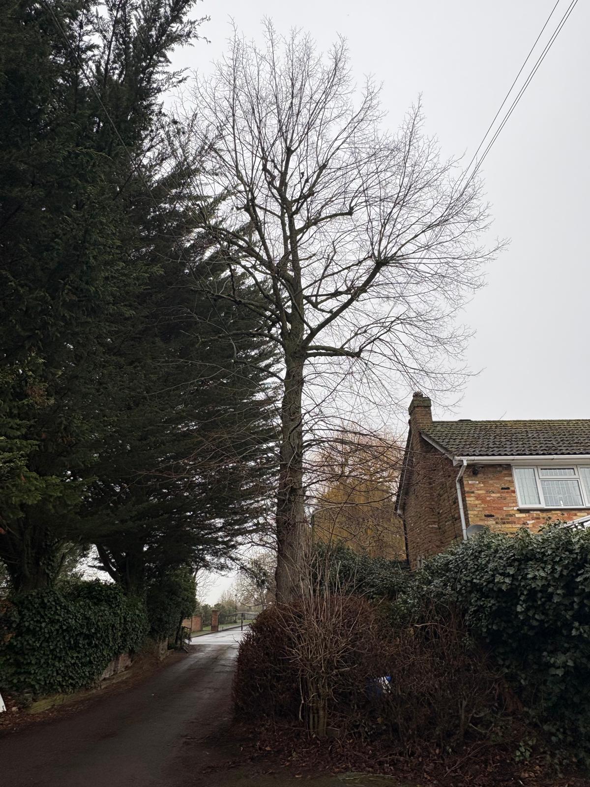 Roadside Lime Removal: before, the lime standing over the lane
