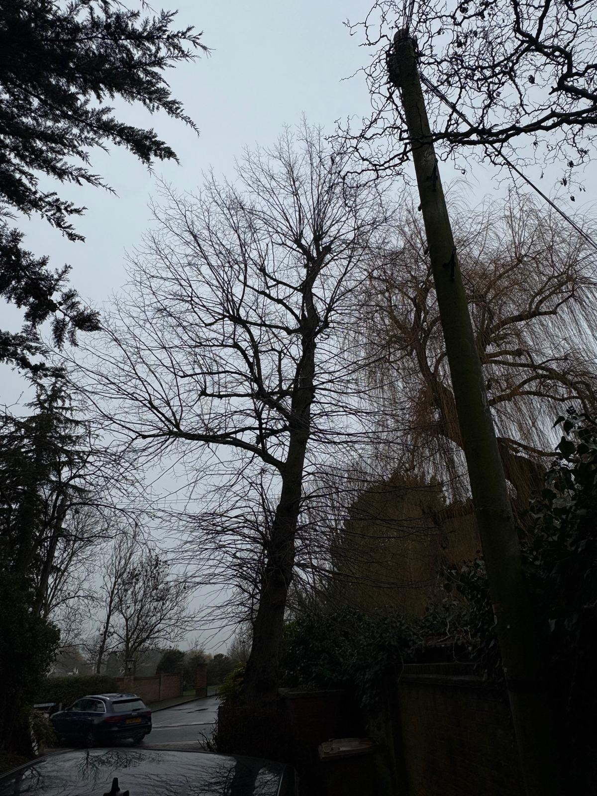 Roadside Lime Removal: sectional dismantle underway, stem topped out