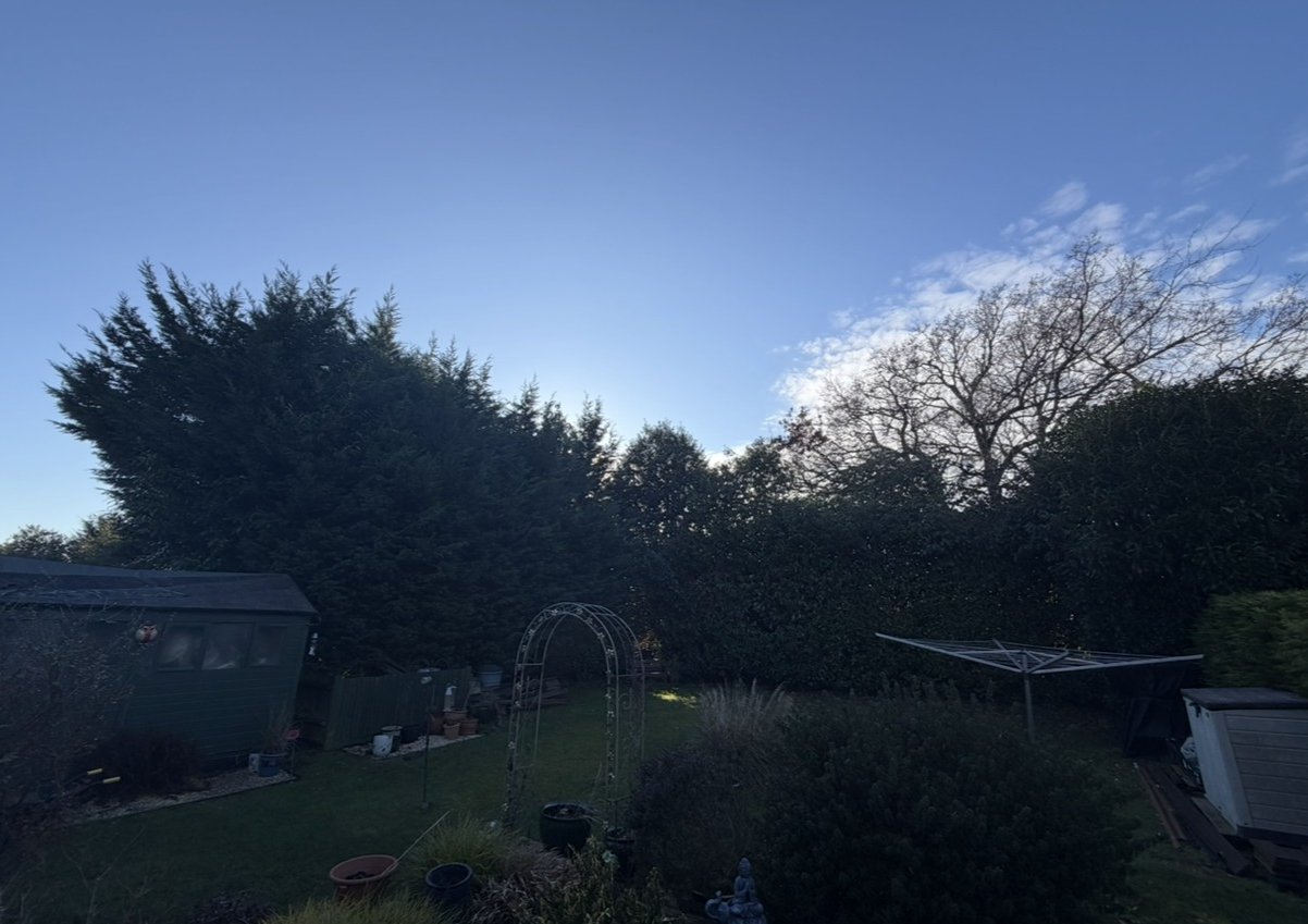 Bracknell Conifers: the garden and conifer line