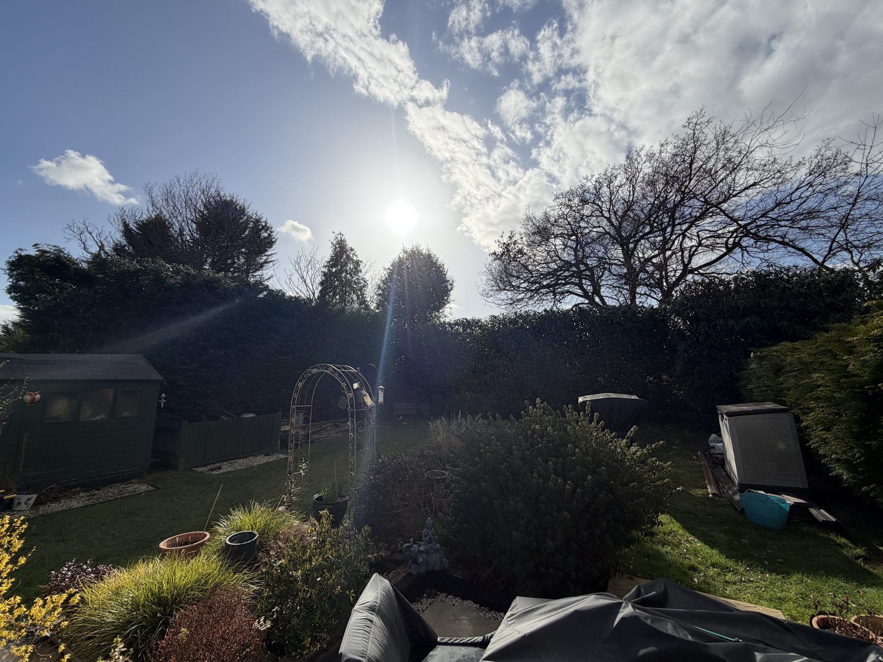 Bracknell Conifers: looking back down the garden