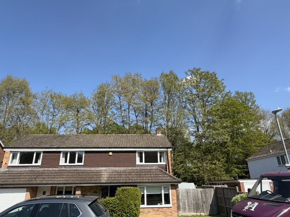 Oak Line, Crowthorne: the oak line behind the houses