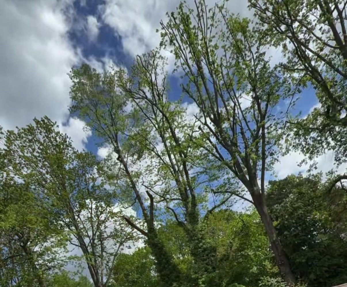 Oak Line, Crowthorne: looking up into the canopy