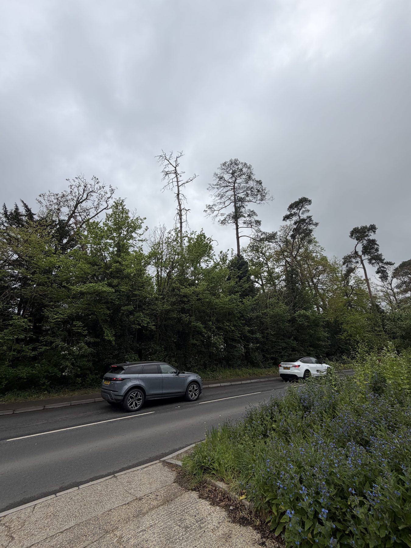 Dead Pine Removal, Eversley: the dead pine standing above the hedge line