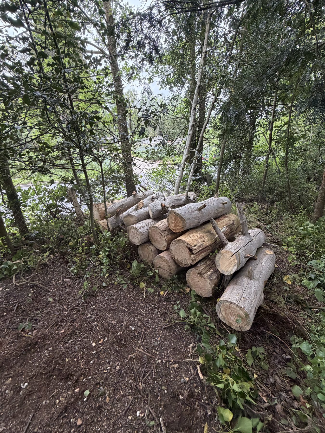 Dead Pine Removal, Eversley: timber cut into rounds and stacked