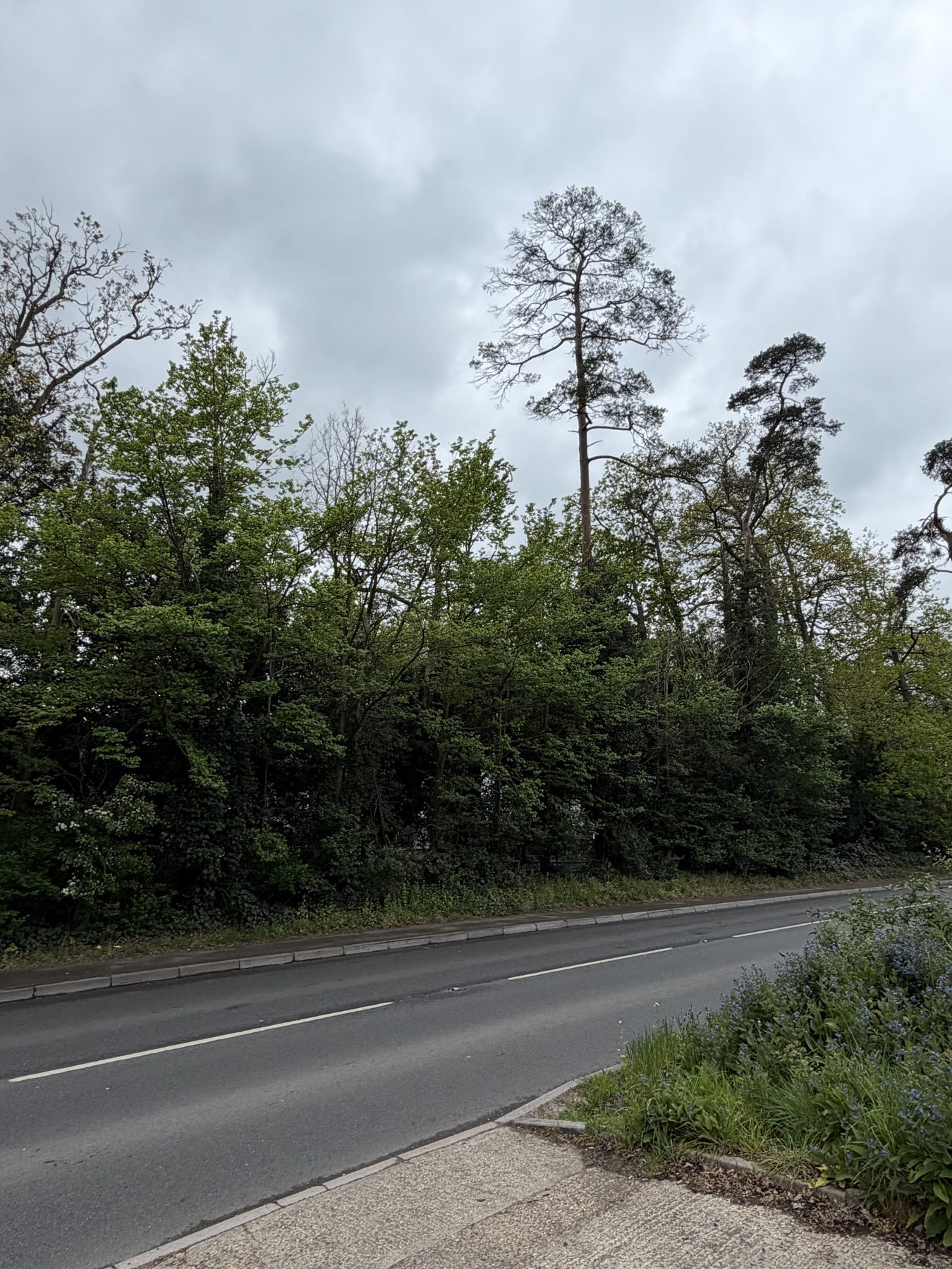 Dead Pine Removal, Eversley: roadside clear, traffic running as normal