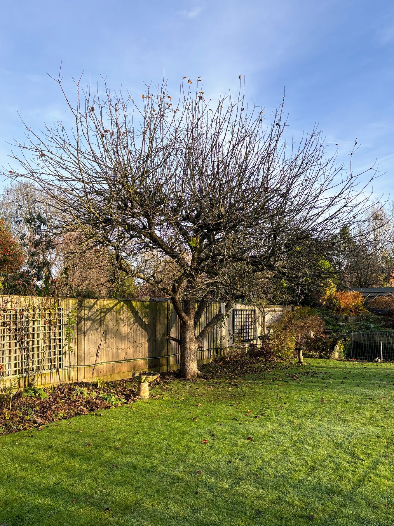 Old garden tree before pruning, dense twiggy growth throughout the crown
