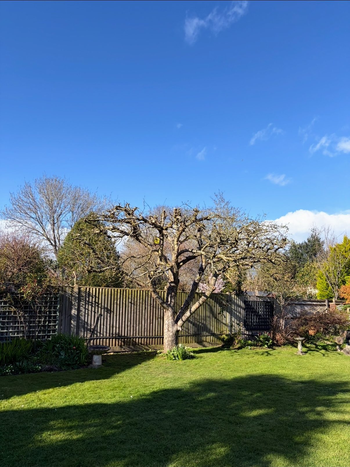 Garden tree pruned back to a clean open framework