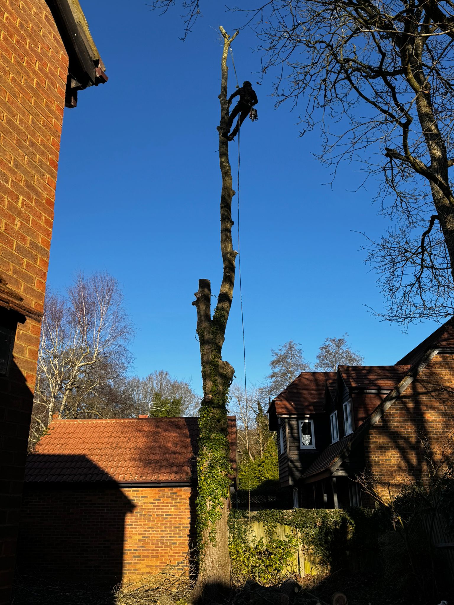 Climber rigged into an oak, cutting a limb mid dismantle