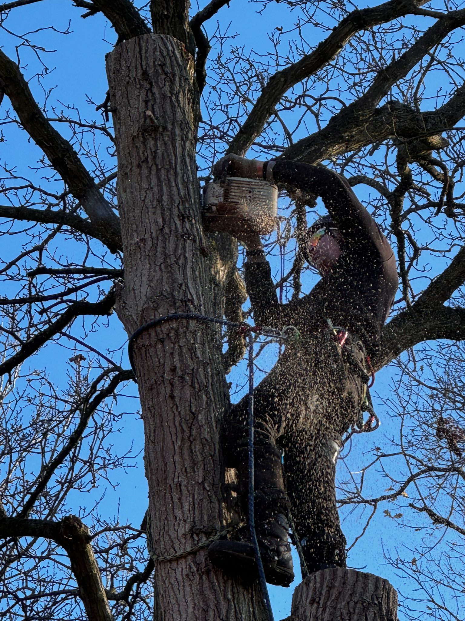Sectional dismantle of a mature oak, chips flying from the felling cut