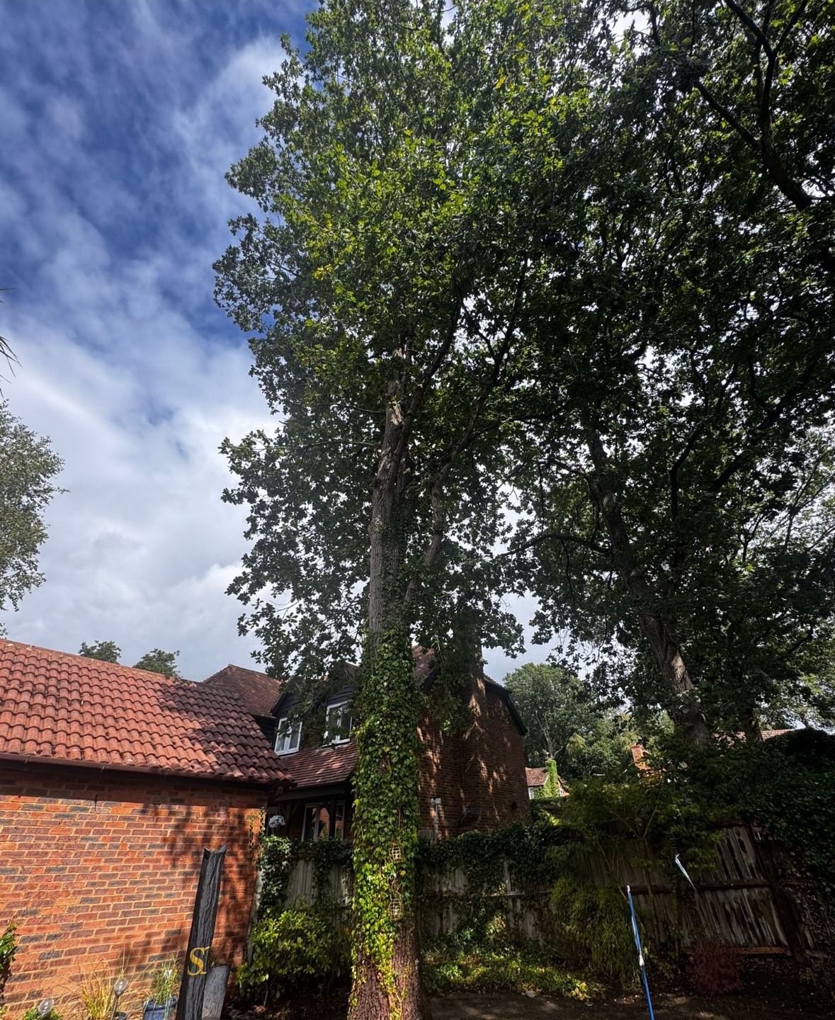 Oak Dismantle, Private Garden: before, the oak in full leaf beside the house