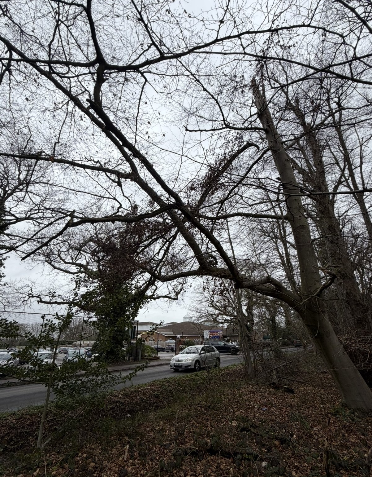 Storm Damaged Beech: the hanging limb over the car park