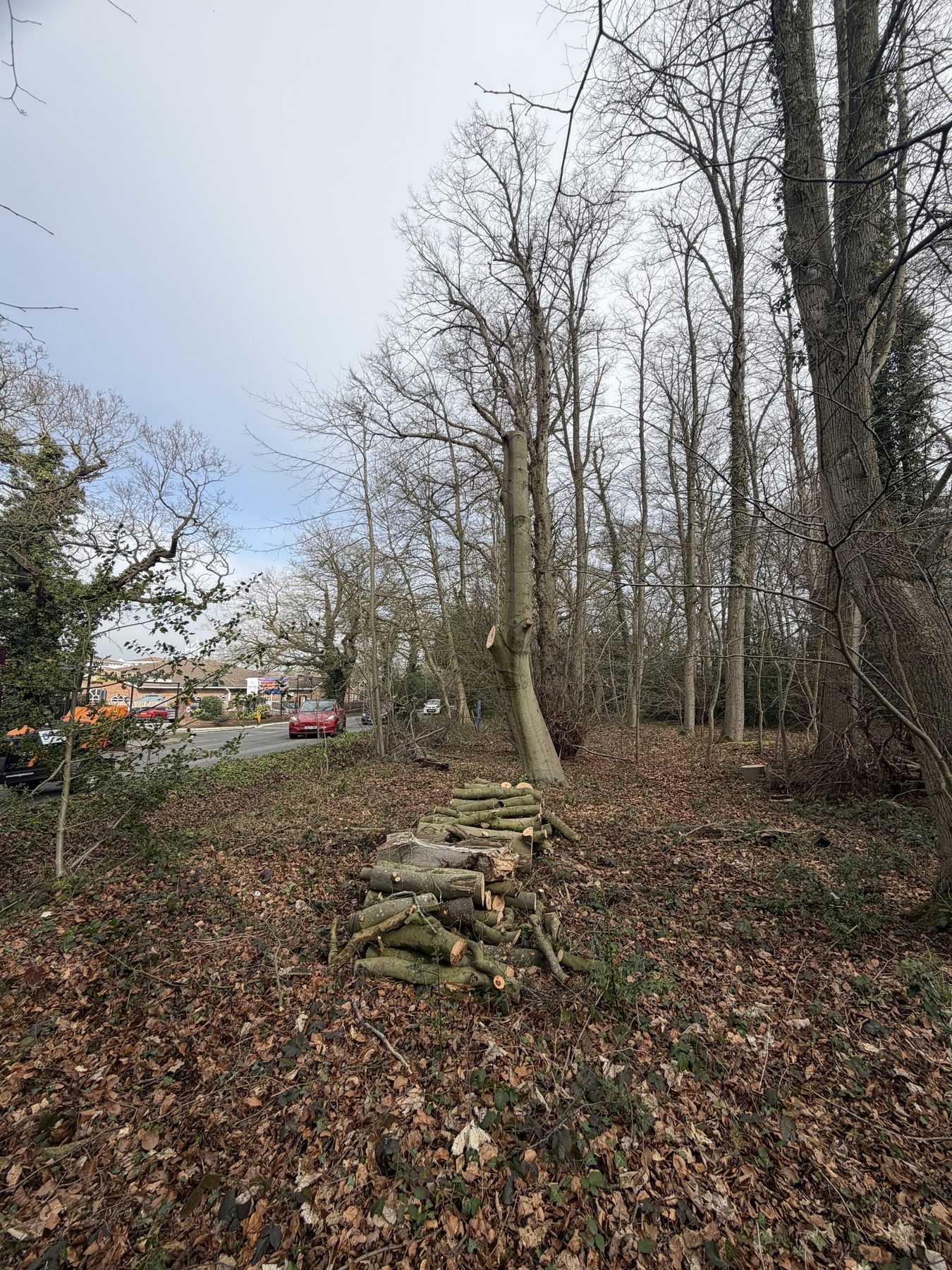 Storm Damaged Beech: cut down and stacked in the woodland edge