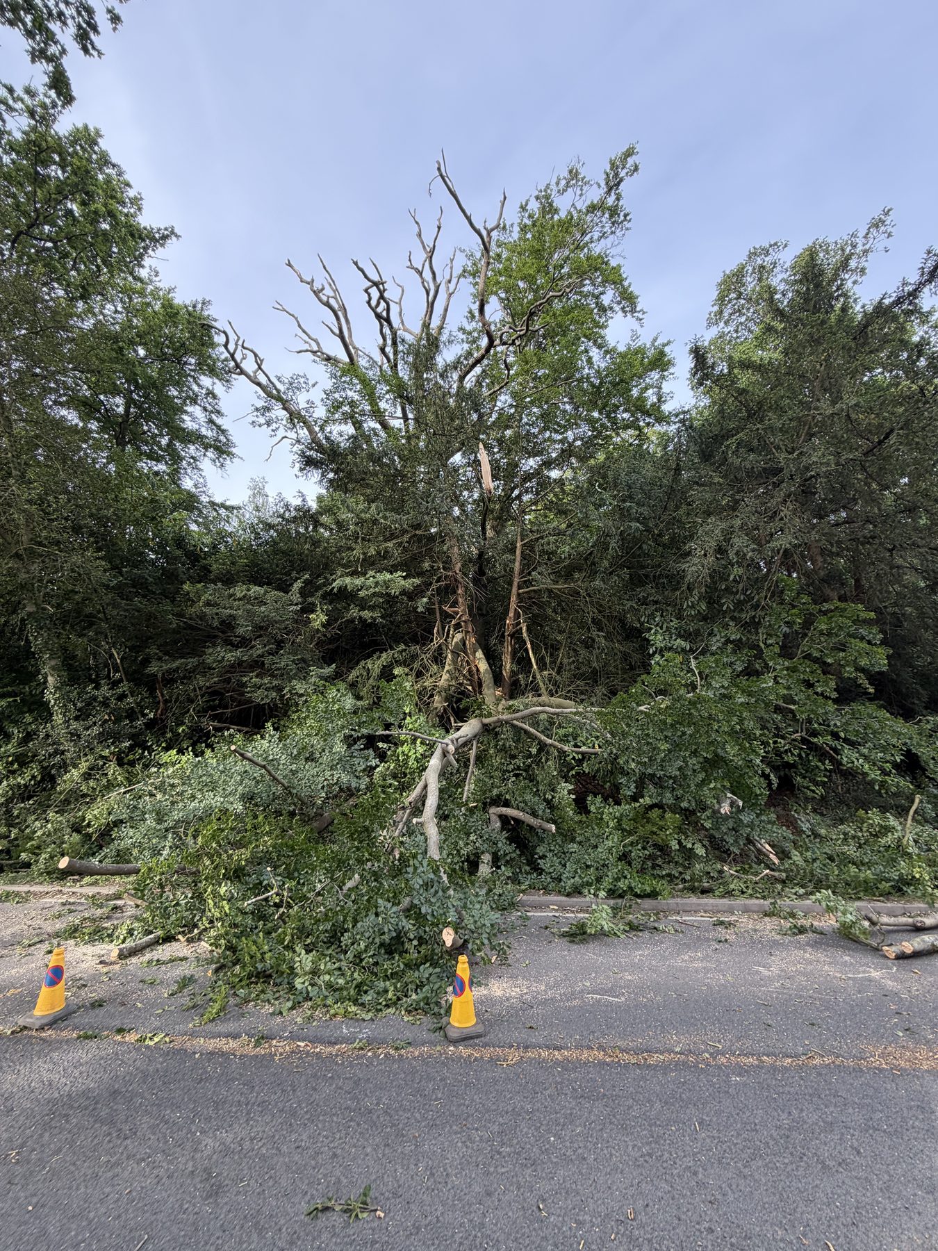 Roadside Beech Clear Up: down across the verge, cones out