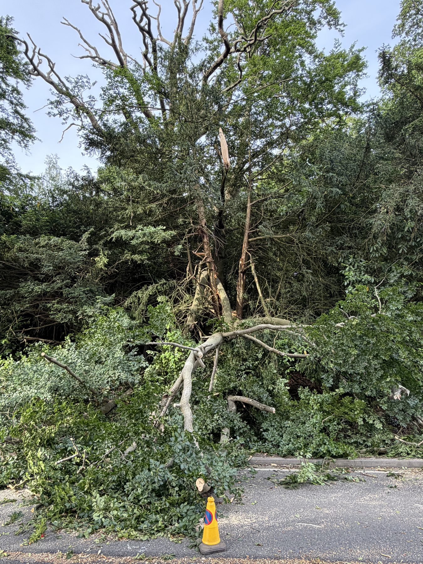 Roadside Beech Clear Up: the stem and brash blocking the footway