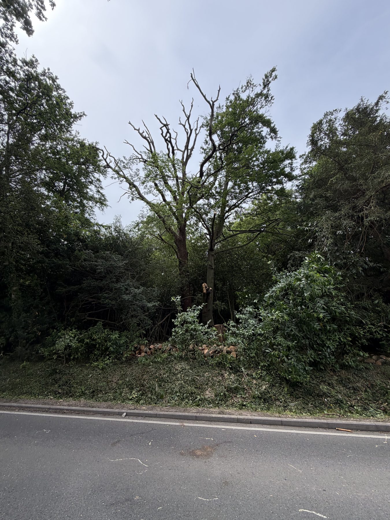 Roadside Beech Clear Up: cleared, swept and reopened
