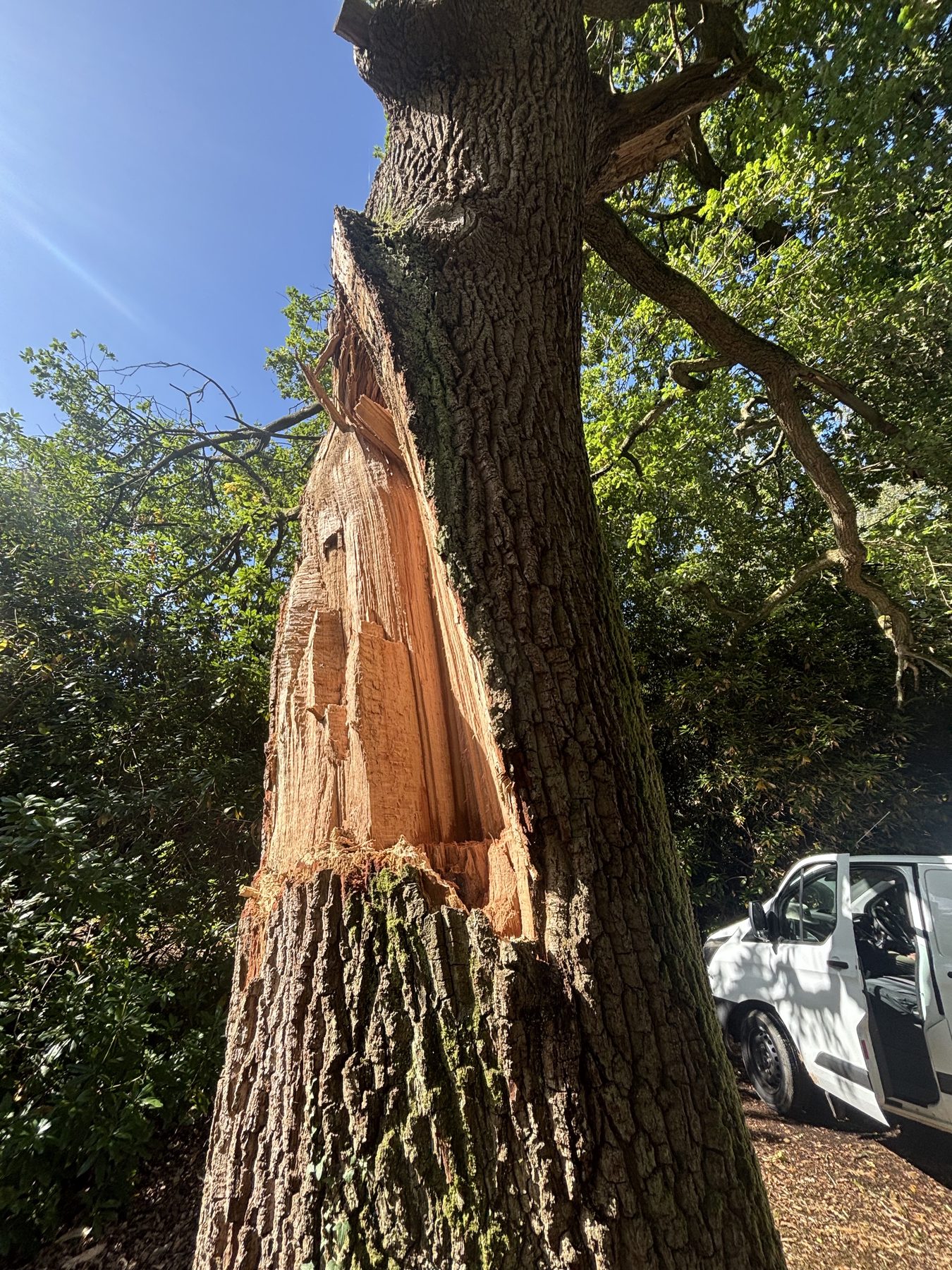 Storm damaged oak split down the trunk, bark torn back to bare timber