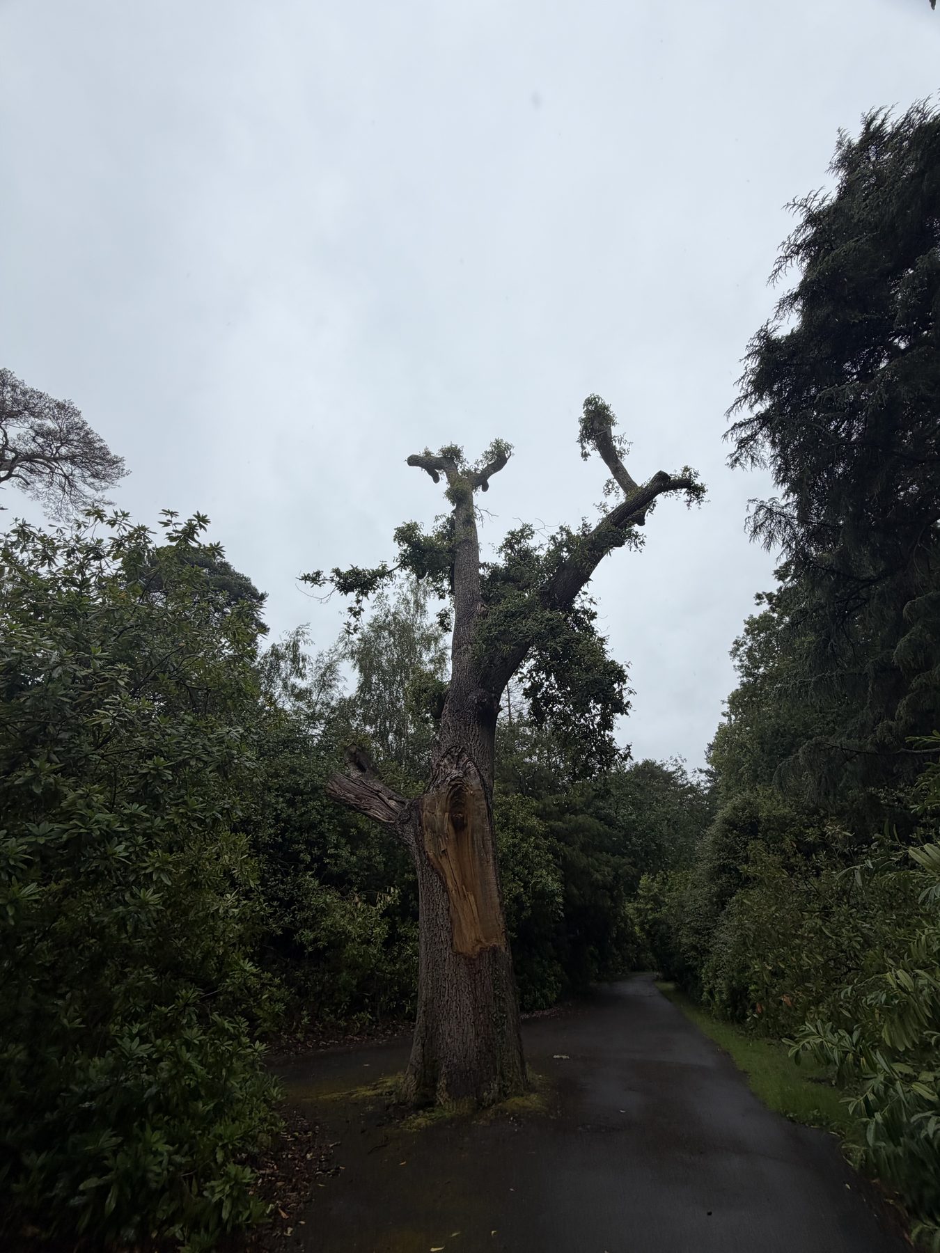 Storm Damaged Oak, School Grounds: after, cut back to a safe frame