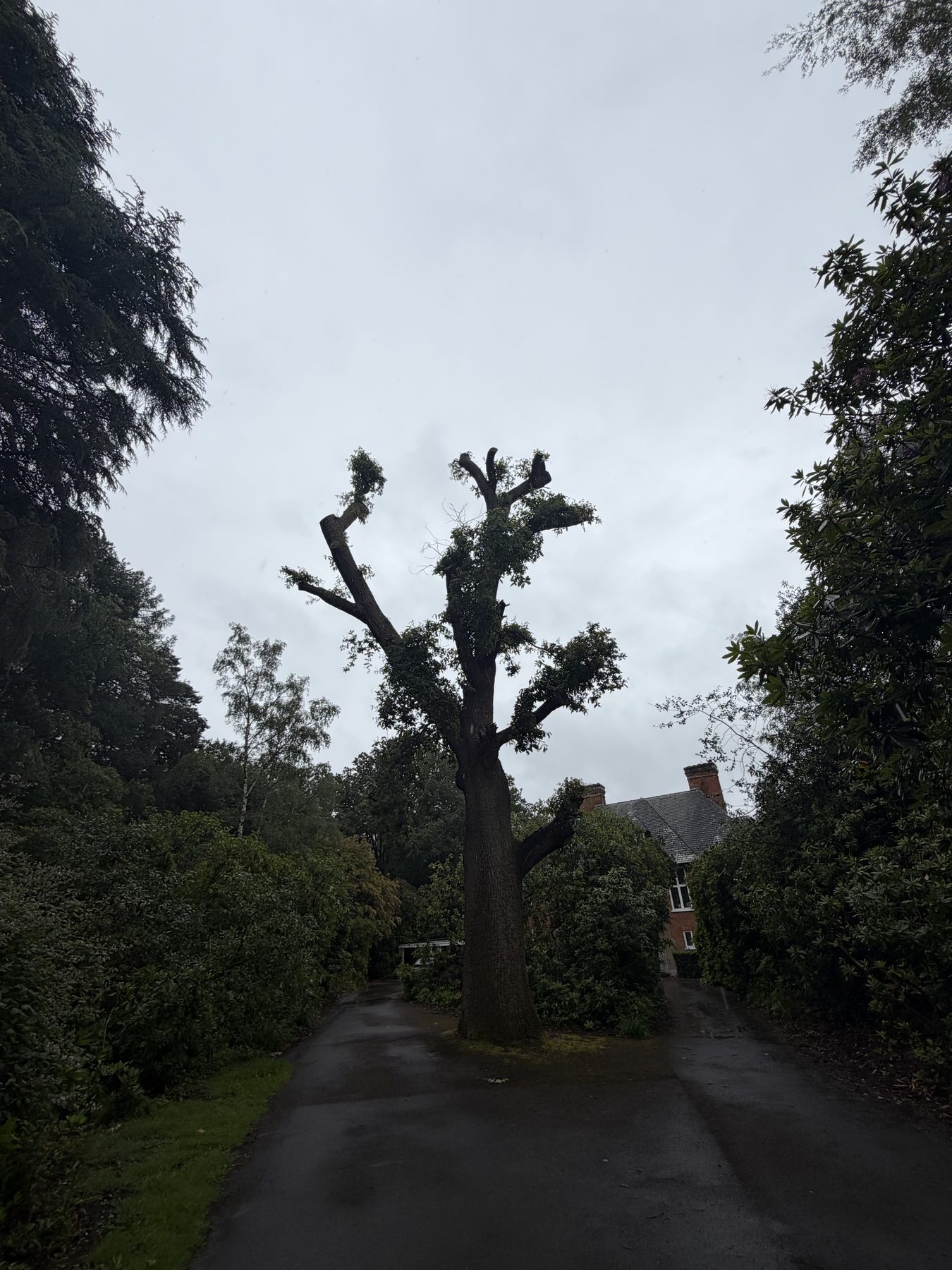Storm Damaged Oak, School Grounds: the driveway open again