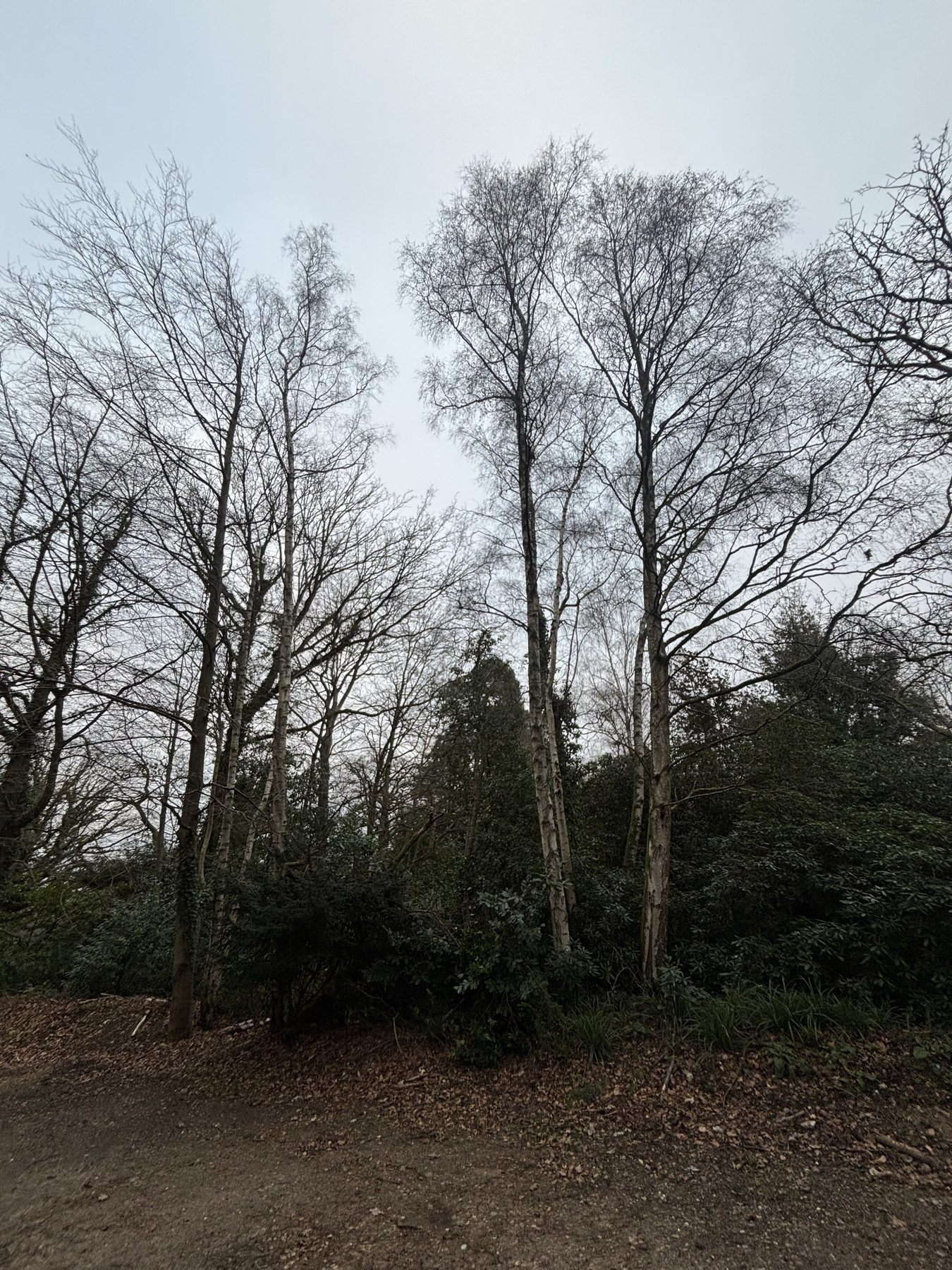 Silver Birch Clearance, School Grounds: before, birches crowding the bank
