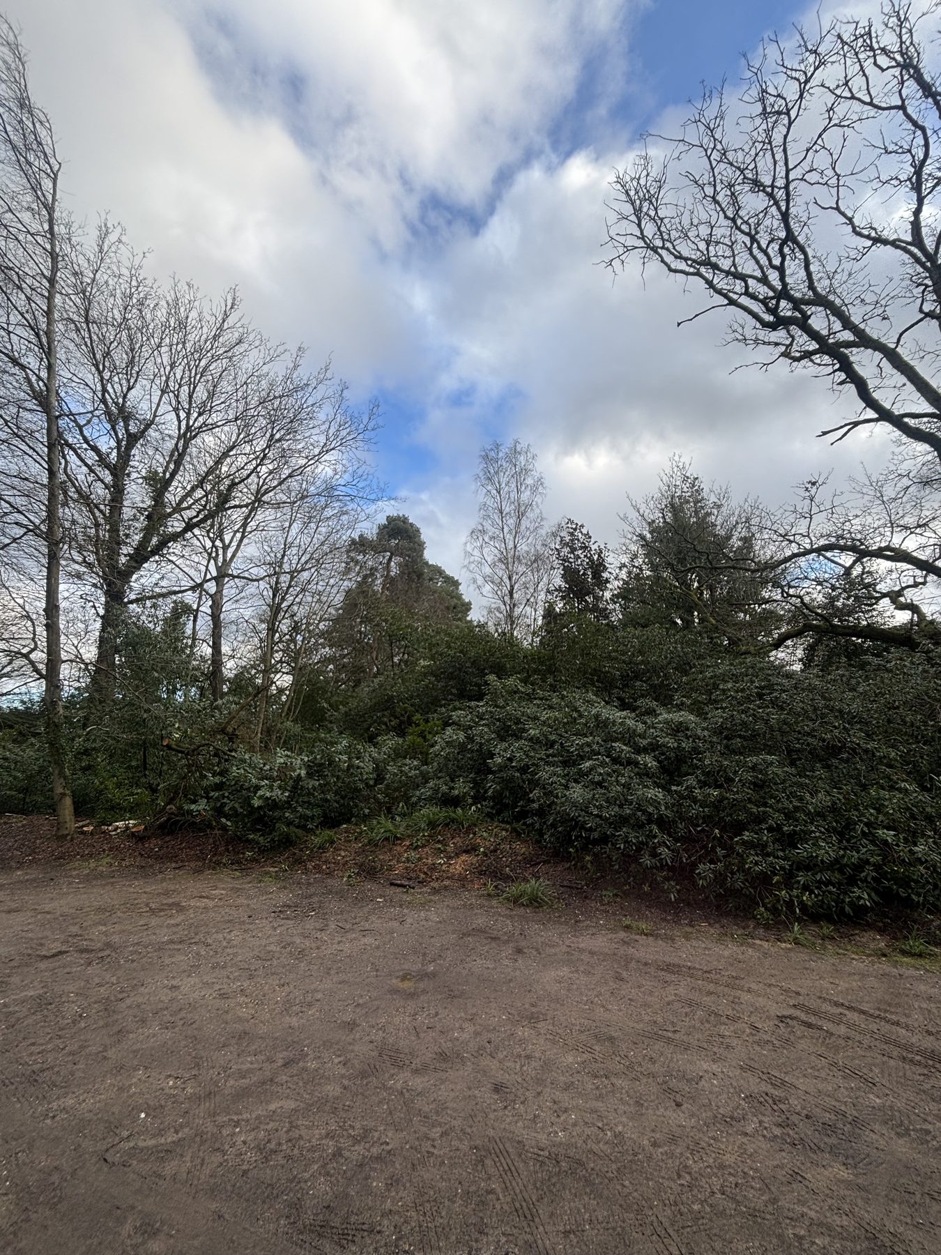 Silver Birch Clearance, School Grounds: after, bank cleared