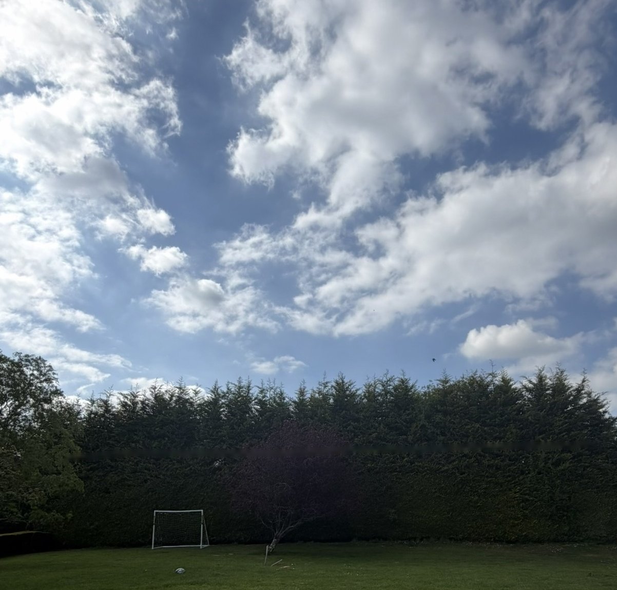 Conifer Hedge, Silchester Farm: before, the hedge at full height