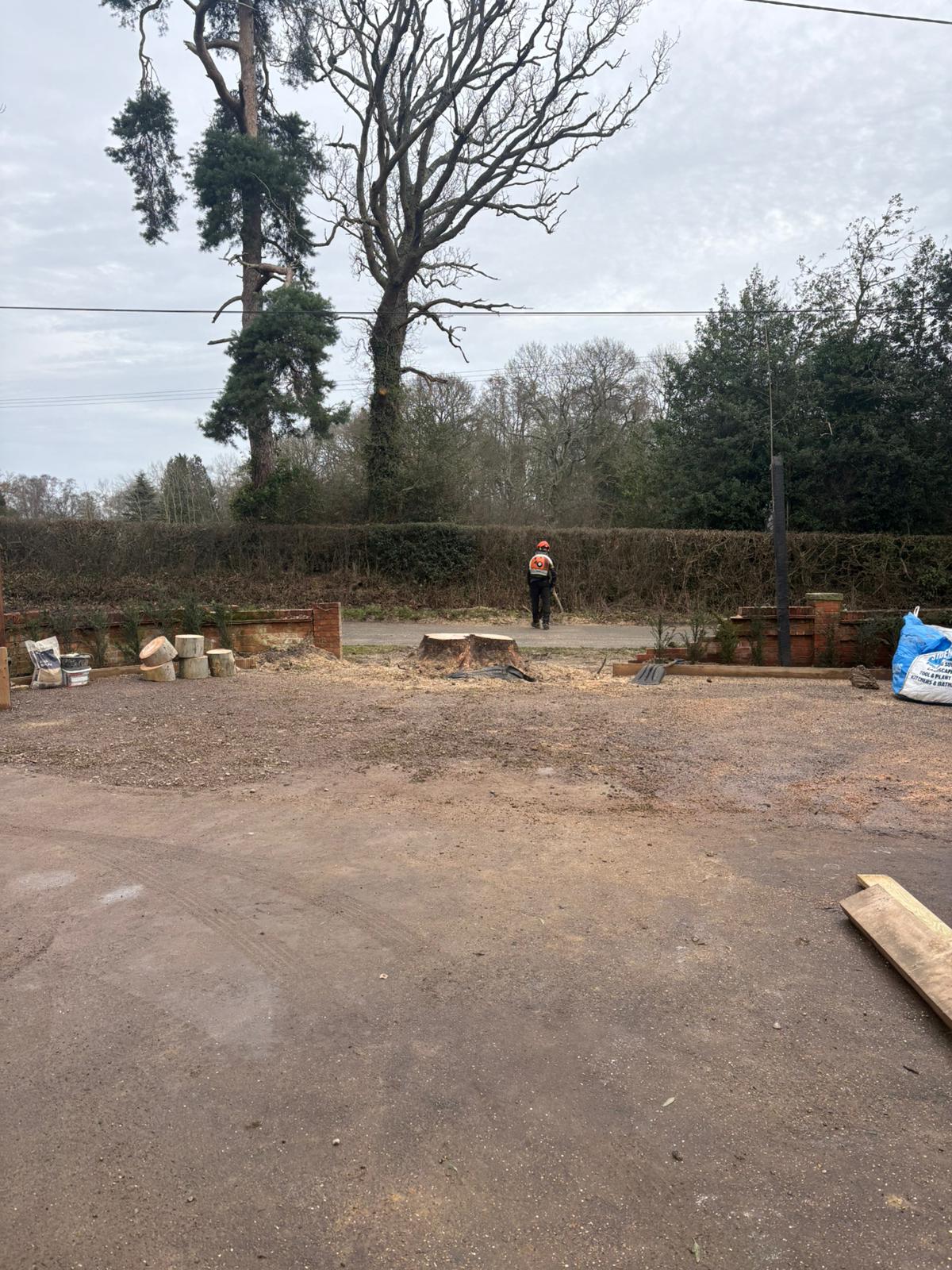 Eucalyptus Fell, Silchester Farm: site cleared, fresh stump