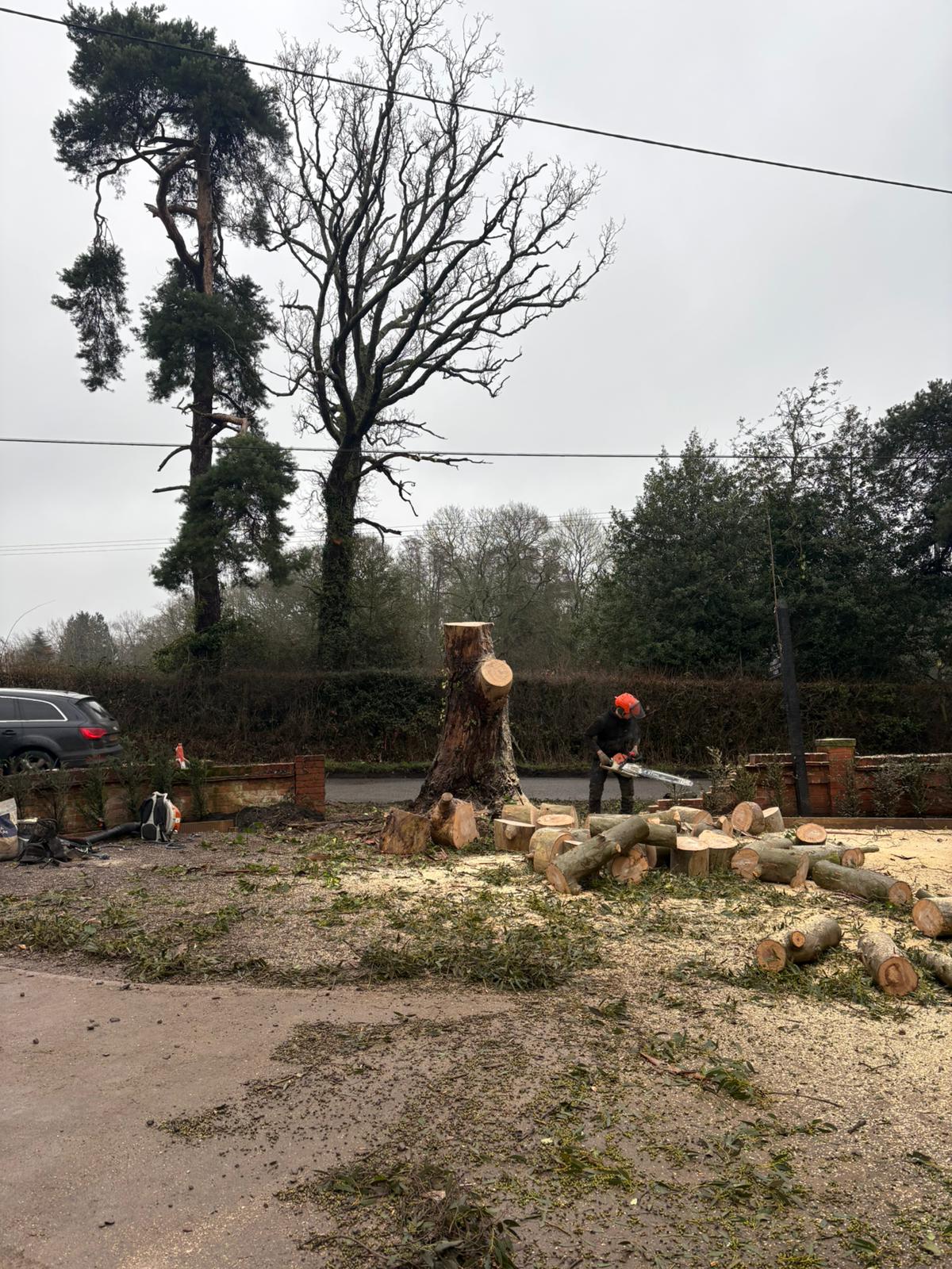 Ground crew processing a felled eucalyptus into rounds