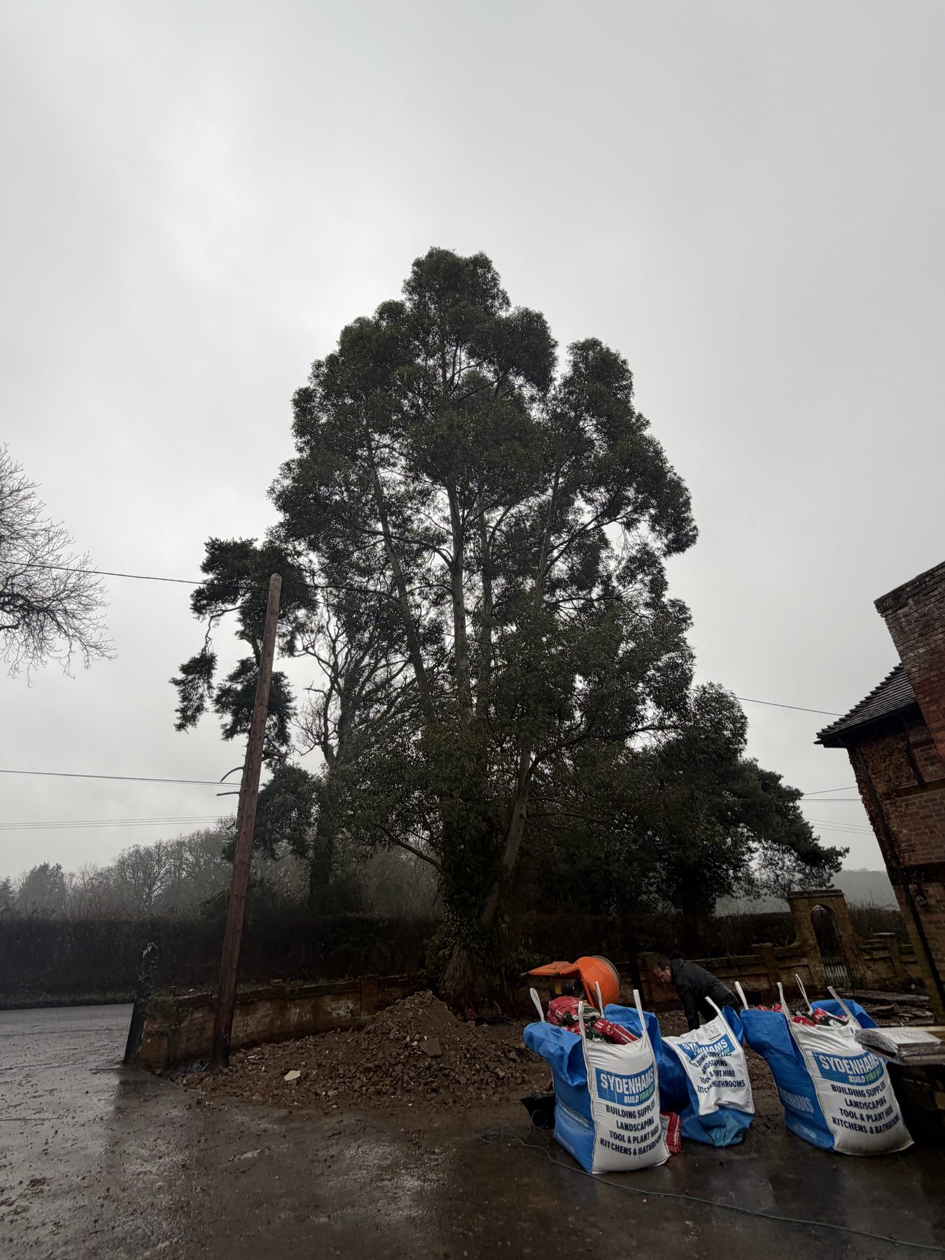 Eucalyptus Fell, Silchester Farm: before, the eucalyptus with kit staged below