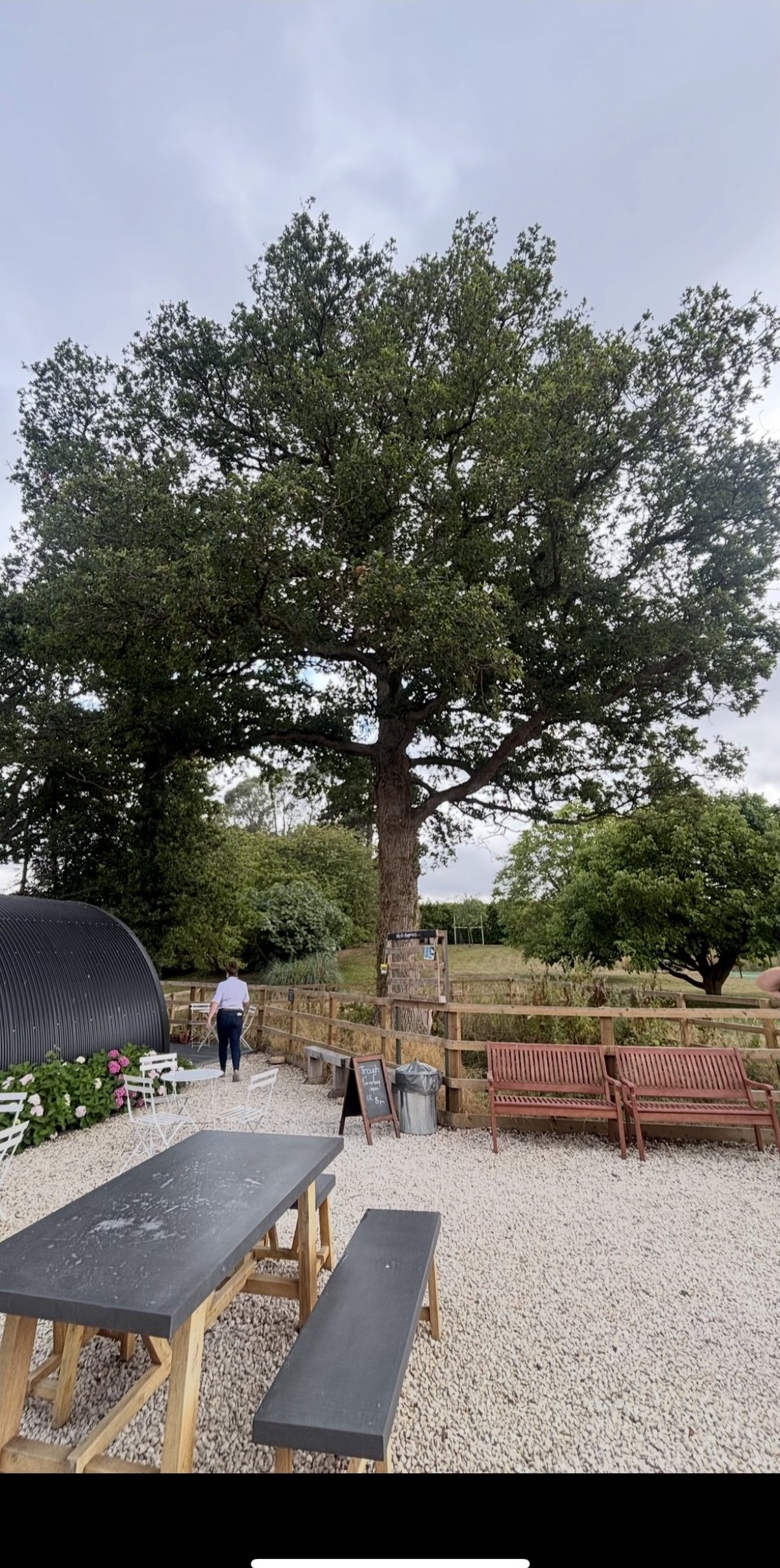 Mature Oak, Silchester Farm: the oak over the seating area