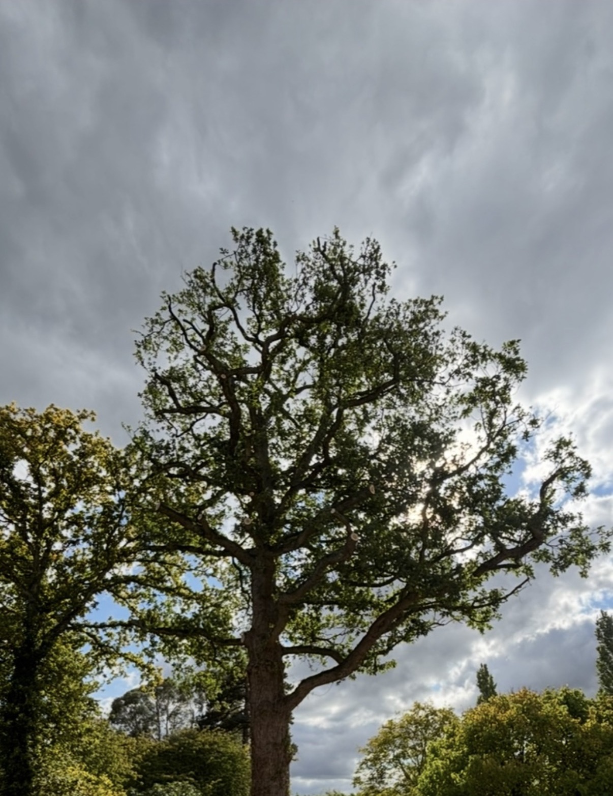 Mature Oak, Silchester Farm: a closer look at the same tree