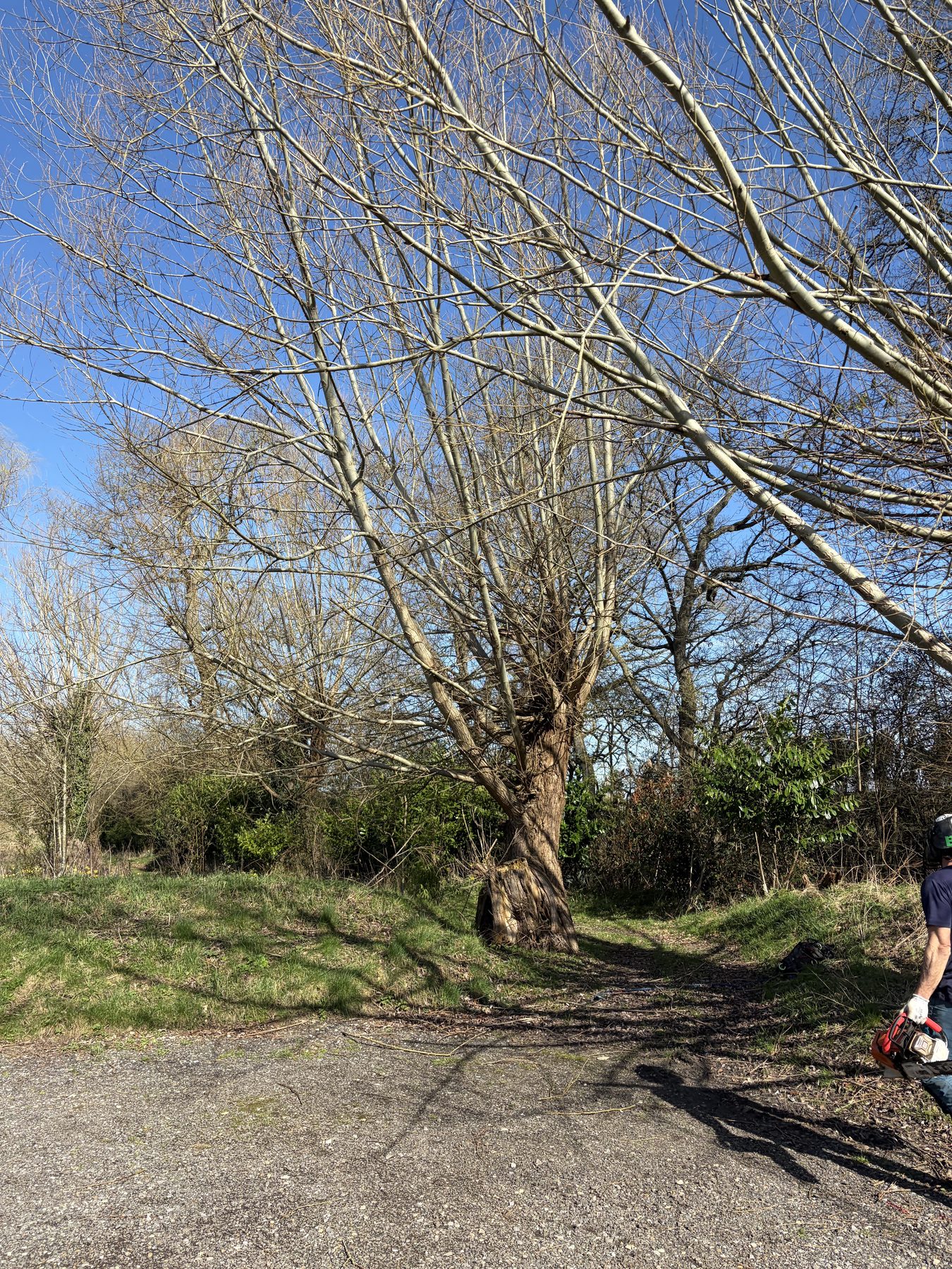 Willow Pollard, Silchester Farm: pollarding underway