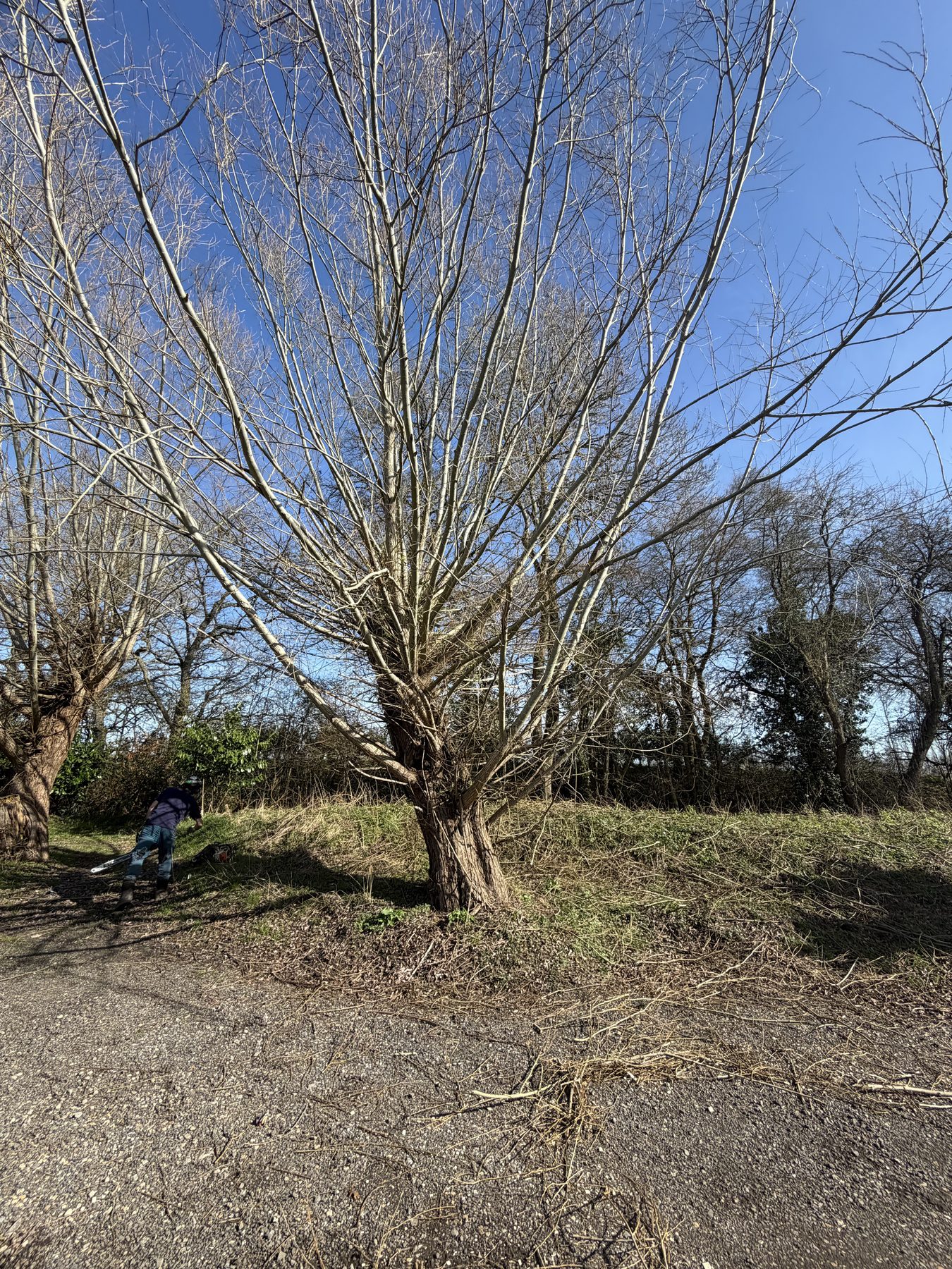 Willow Pollard, Silchester Farm: the pair of willows cut back