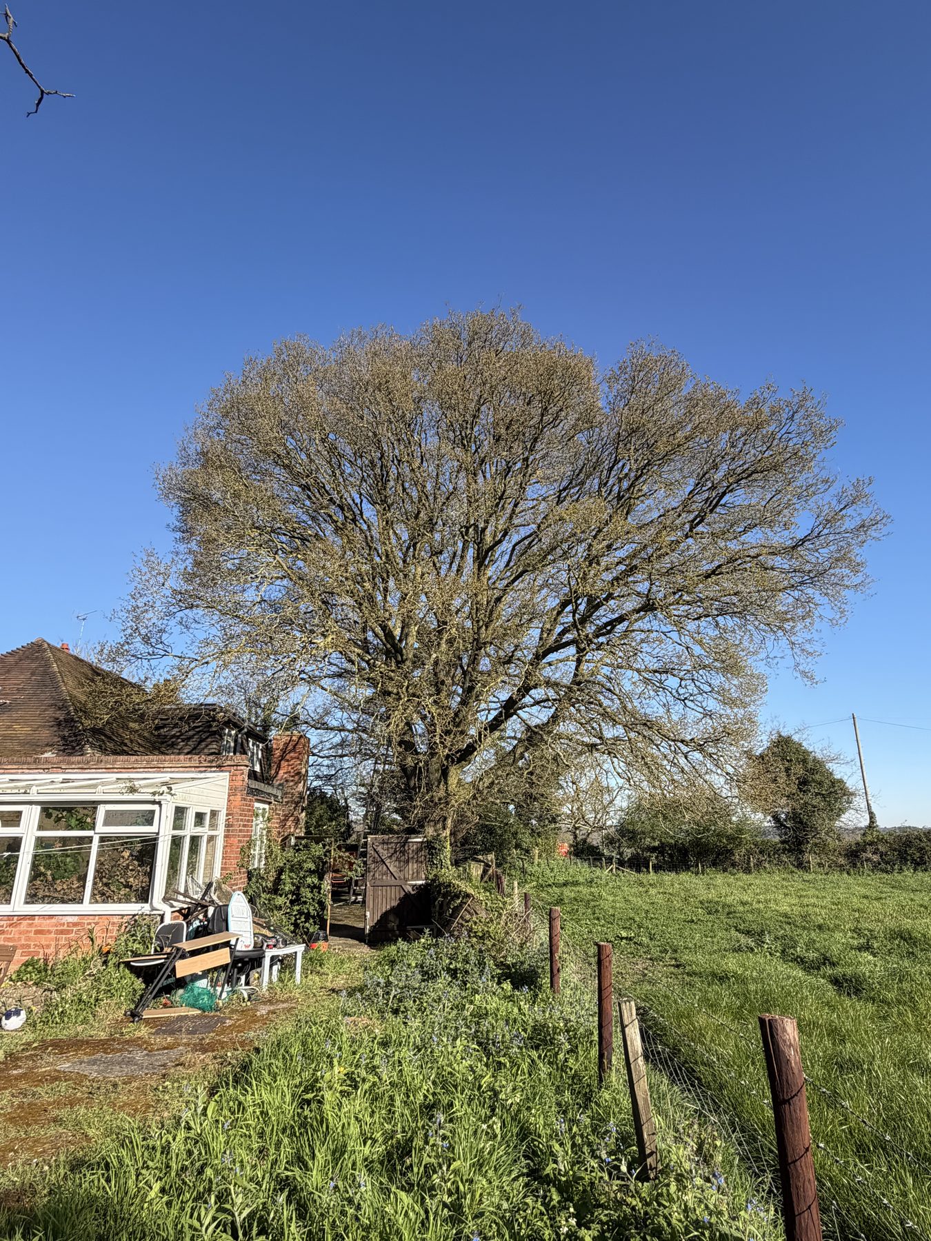 Oak Reduction, Twyford: before, full crown over the roof