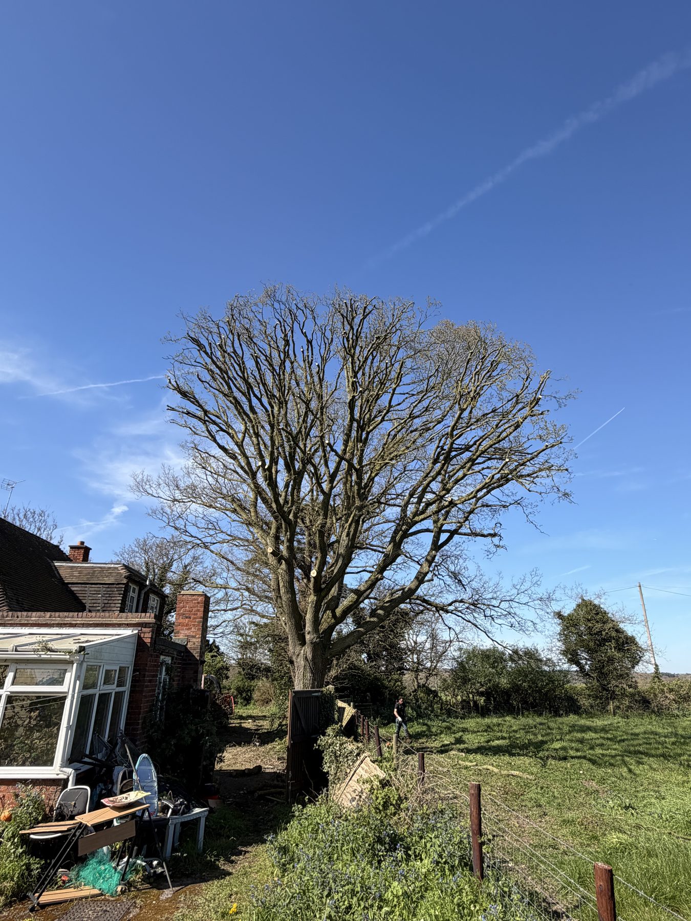 Oak crown reduced and rebalanced above a house
