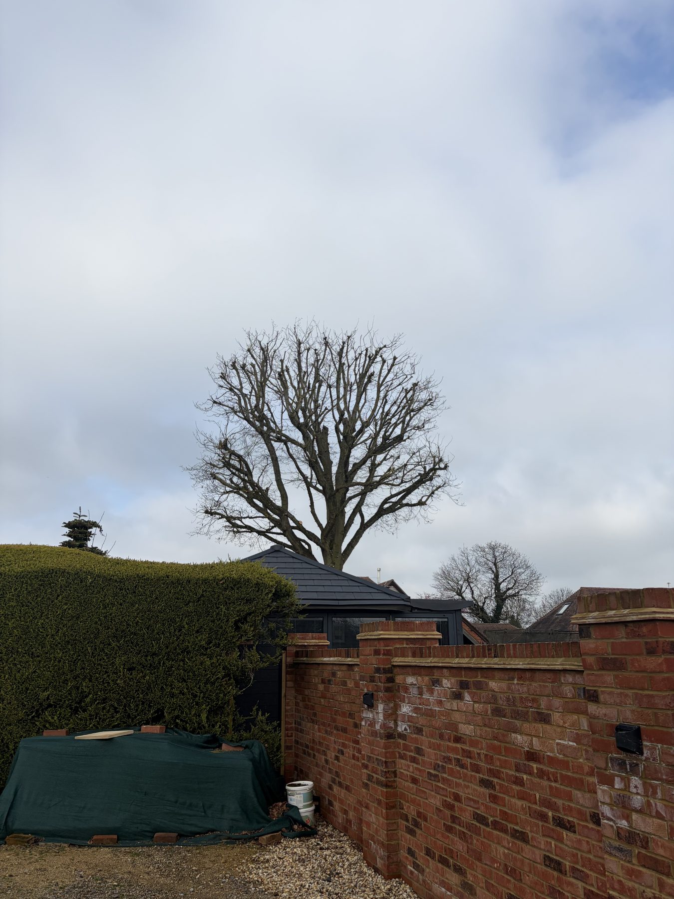 Oak Reduction, Working Yard: the same tree from the garden side