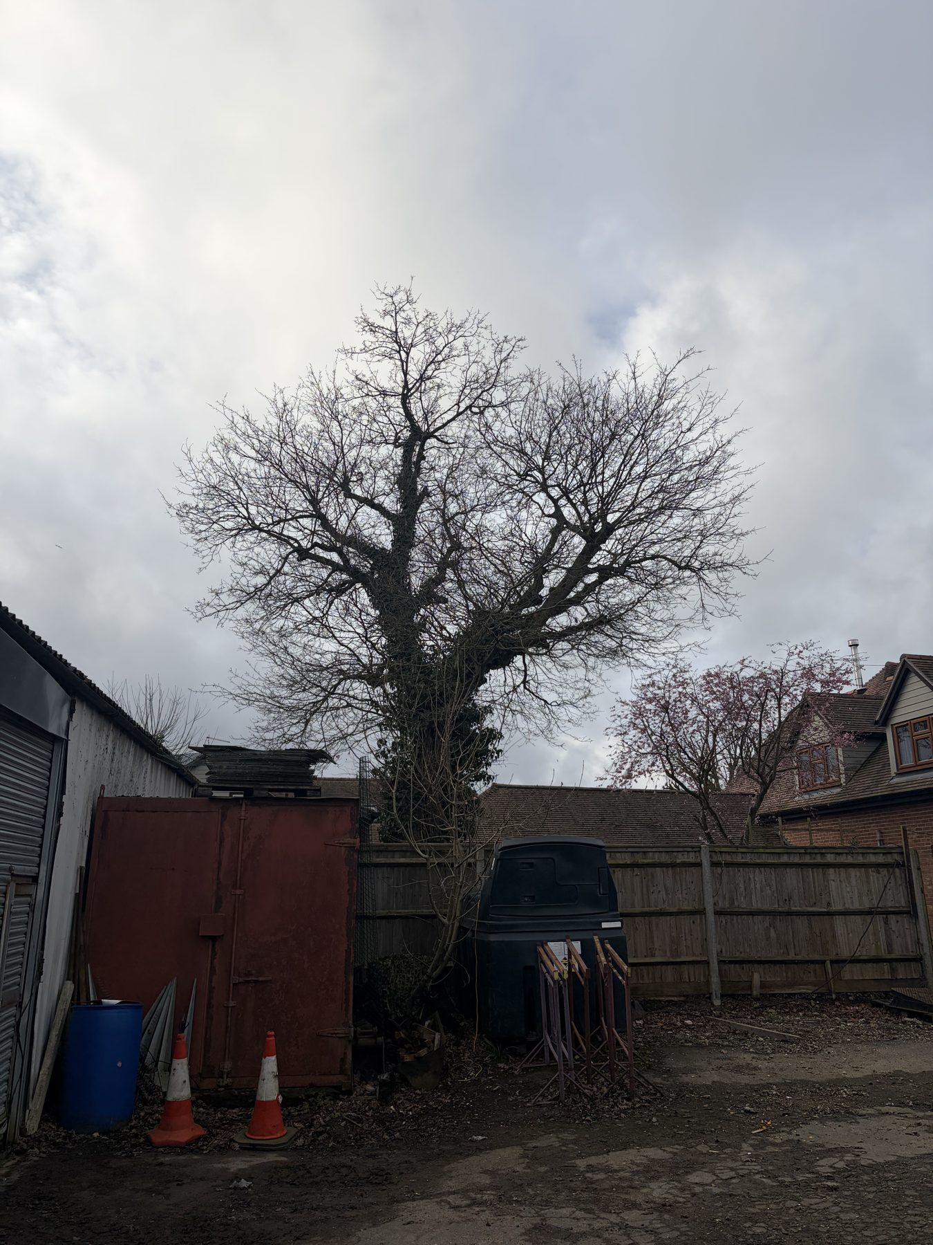 Oak Reduction, Working Yard: before, crown well over the yard