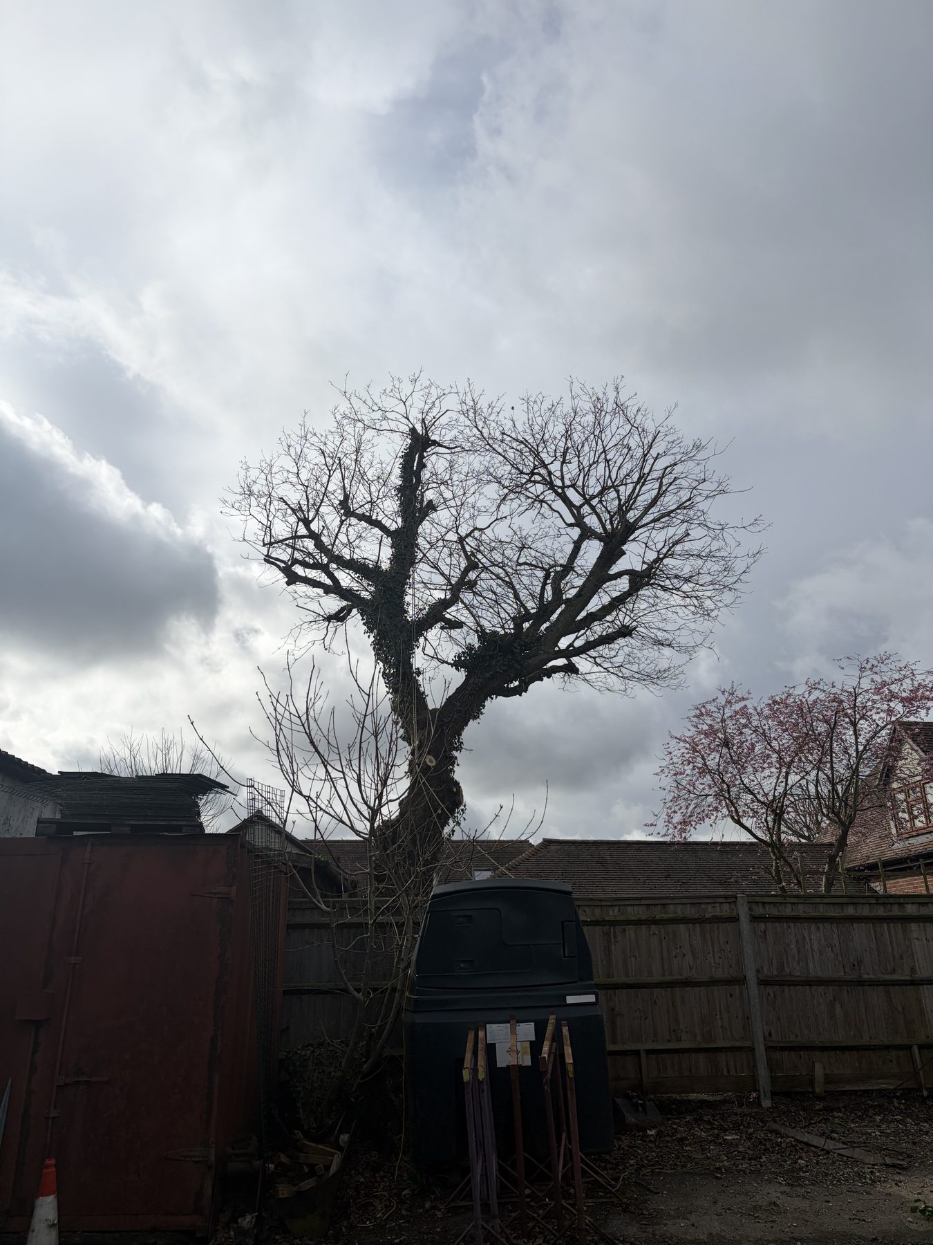 Oak Reduction, Working Yard: after, reduced and lifted