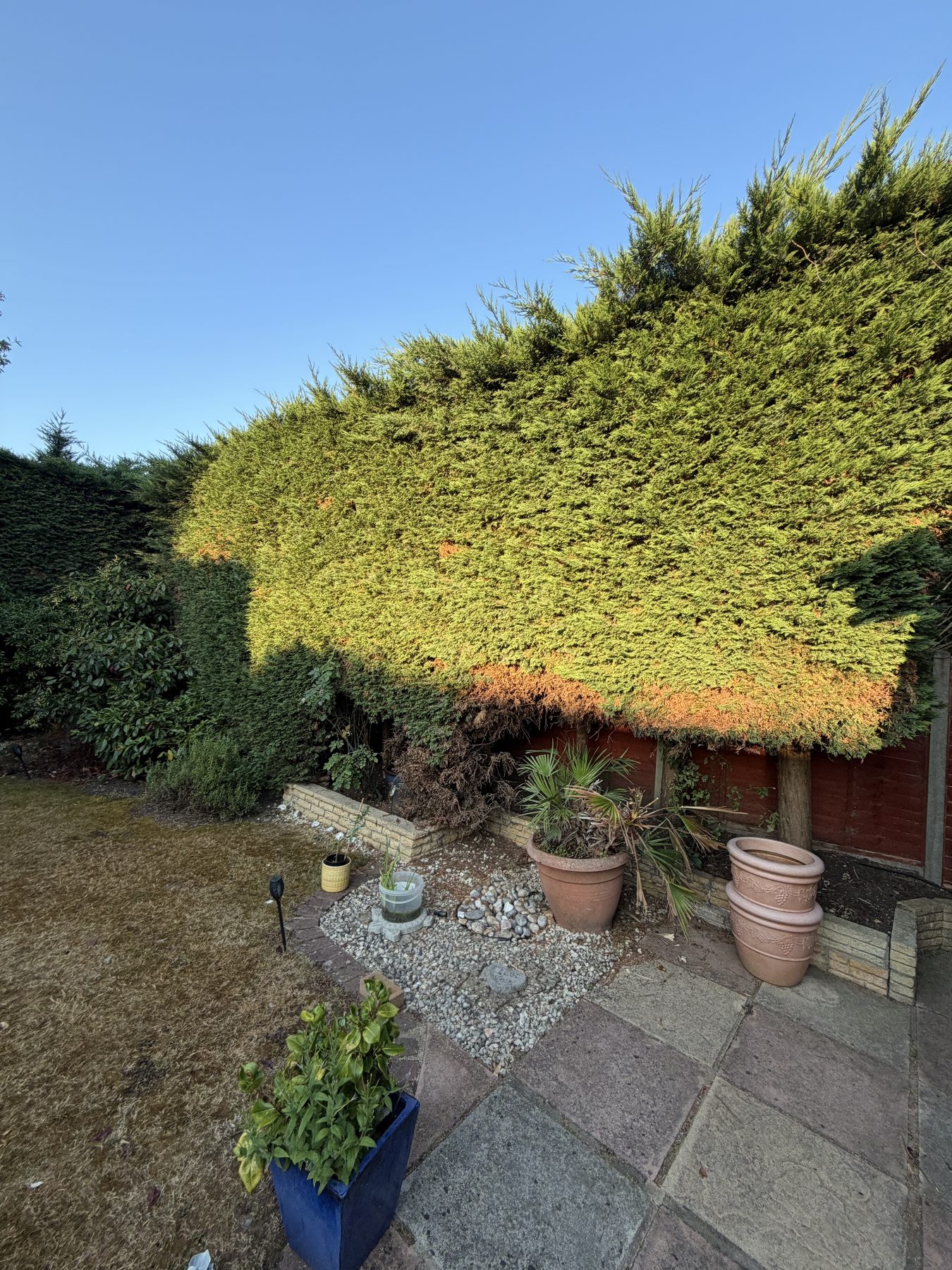 Conifer Hedge Reduction, Woodley: before, well over the fence line and blocking light