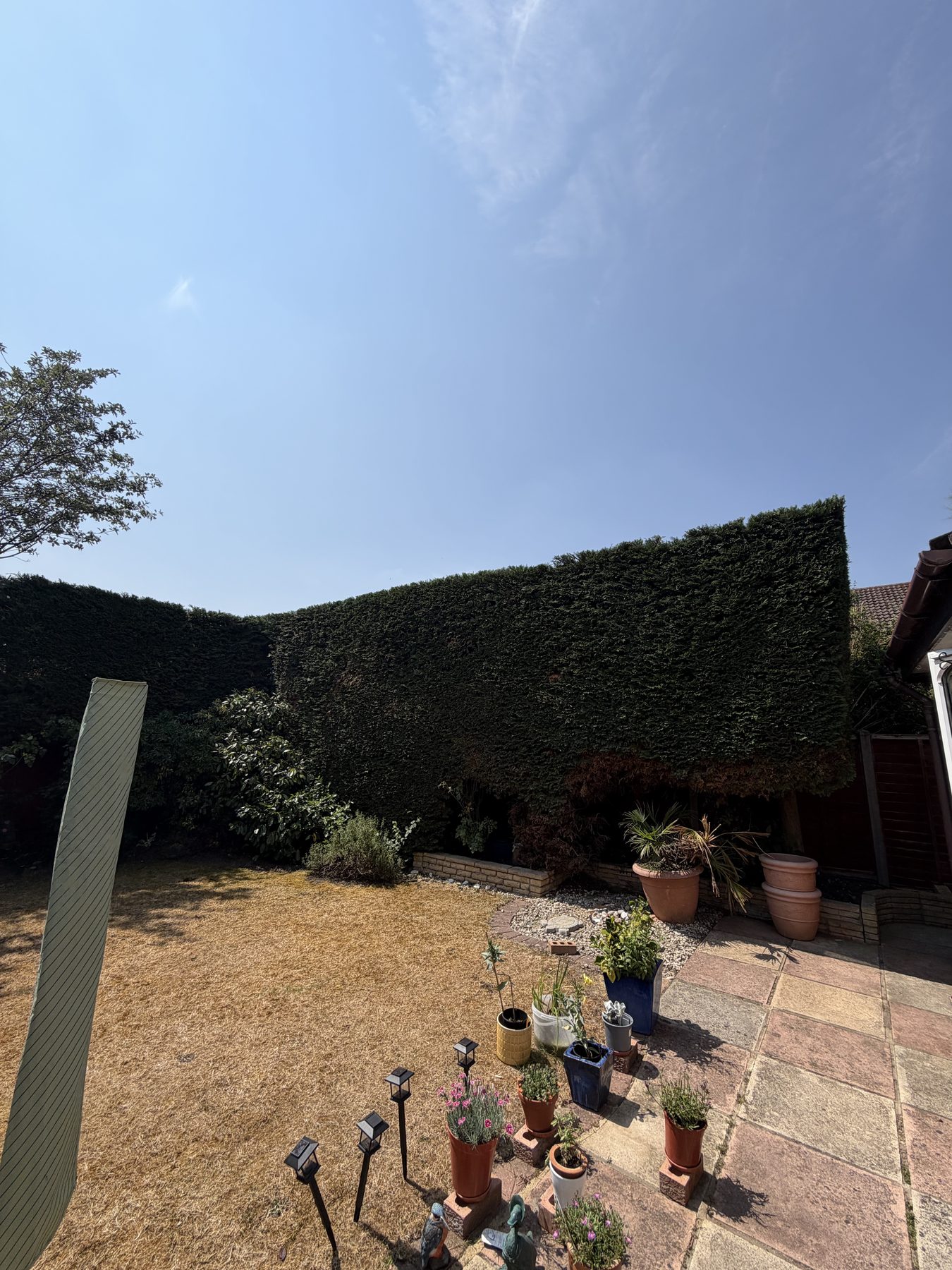 Conifer hedge reduced and squared off above a garden patio